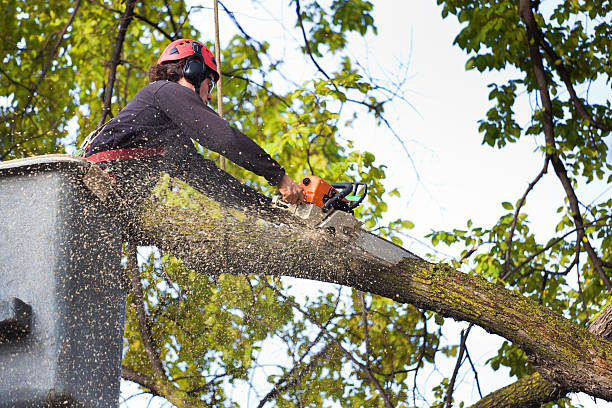 Best Tree Removal  in Moore Haven, FL